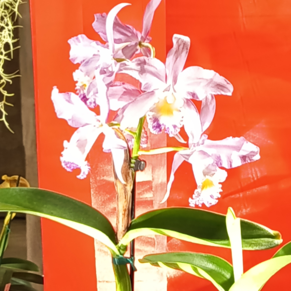 Fontfroide_2025